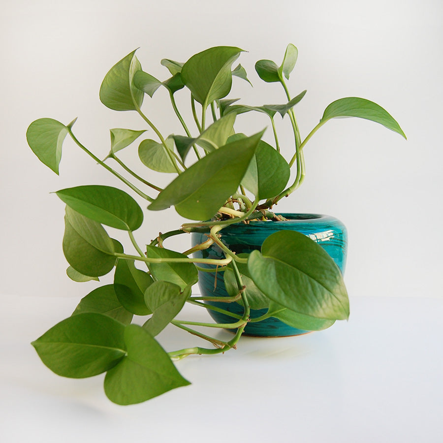 Bitossi Planter