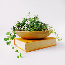 Load image into Gallery viewer, 1940&#39;s Farmhouse Kitchen Bowl
