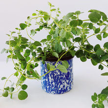 Load image into Gallery viewer, Vintage Enamelware Cups
